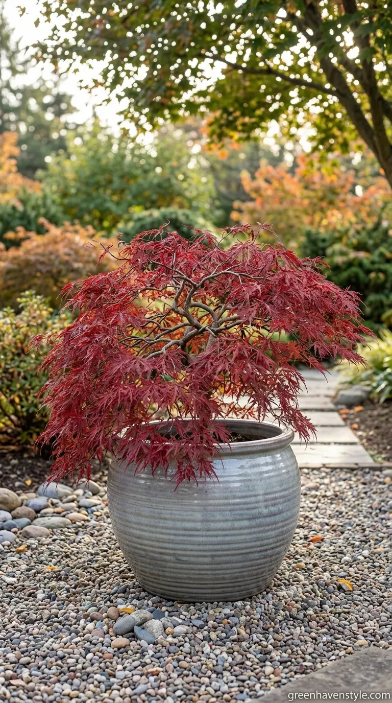 4. Potted Japanese Maple